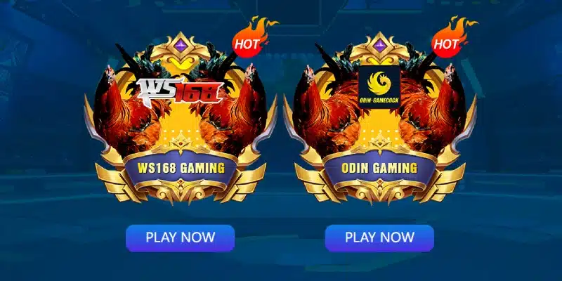 Sảnh đá gà 123B với nhiều trận đấu hấp dẫn, live sắc nét